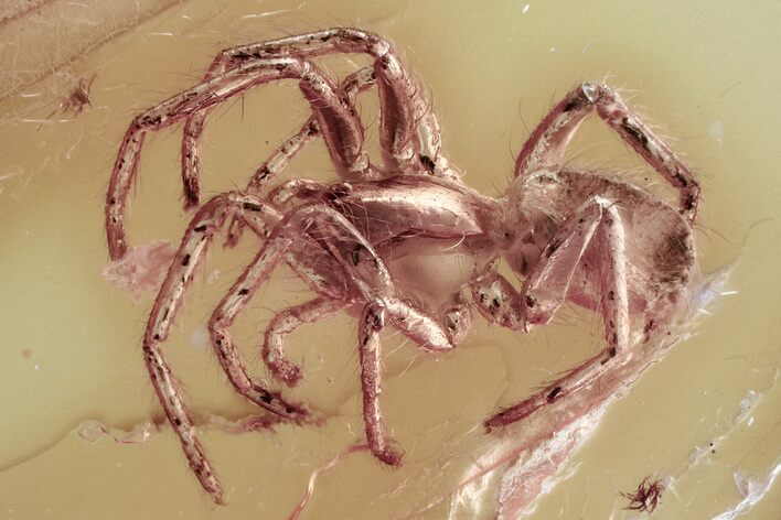 Detailed Fossil Spider (Araneae) In Baltic Amber #372588
